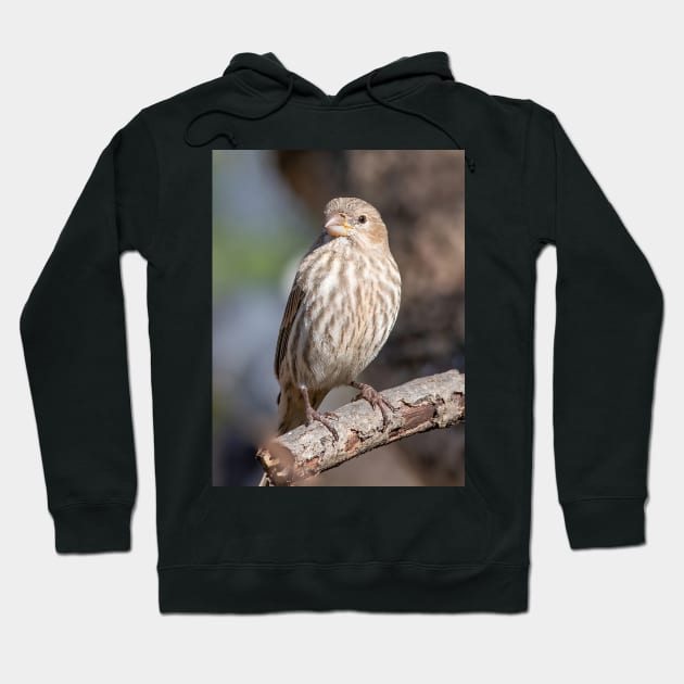 A Very Sweet Female House Finch Posing Prettily Hoodie by BirdsnStuff